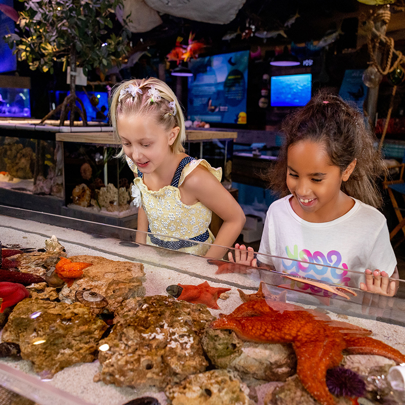 Interactive touch experience at Mertailor's Mermaid Aquarium Encounter