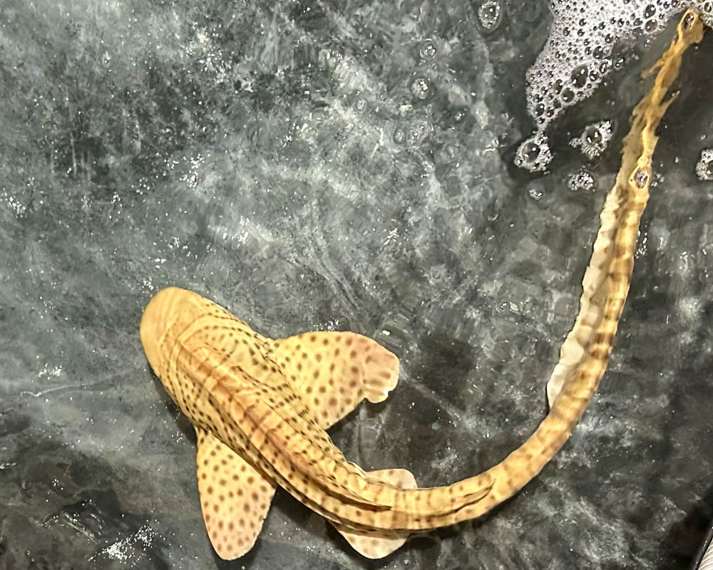 Aquarist caring for sharks at Mertailor's Mermaid Aquarium Encounter