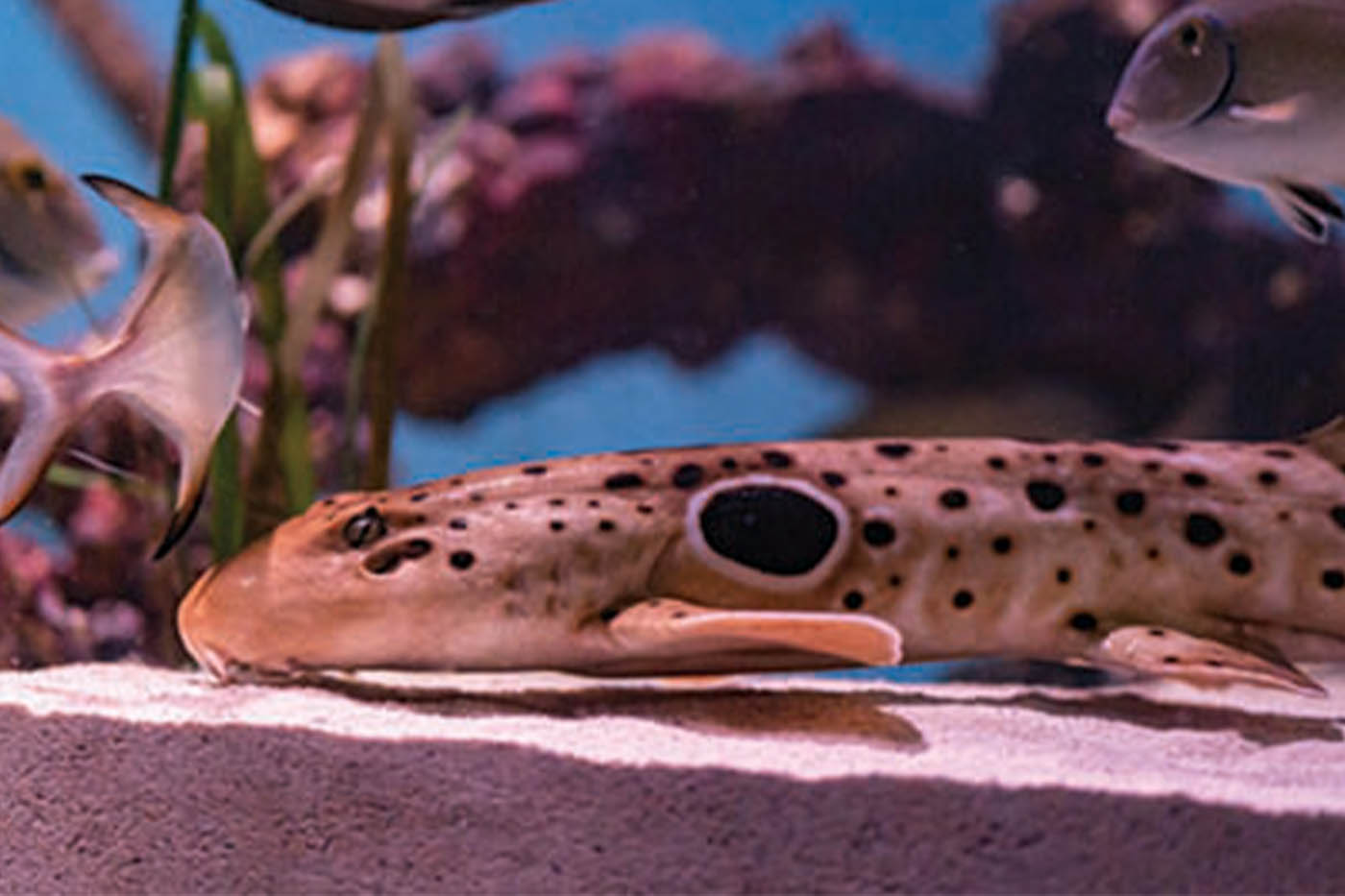 Shark swimming at Mertailor's Mermaid Aquarium Encounter near Crystal River Florida