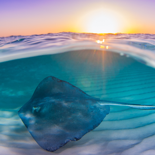 Southern stingray available for symbolic adoption
