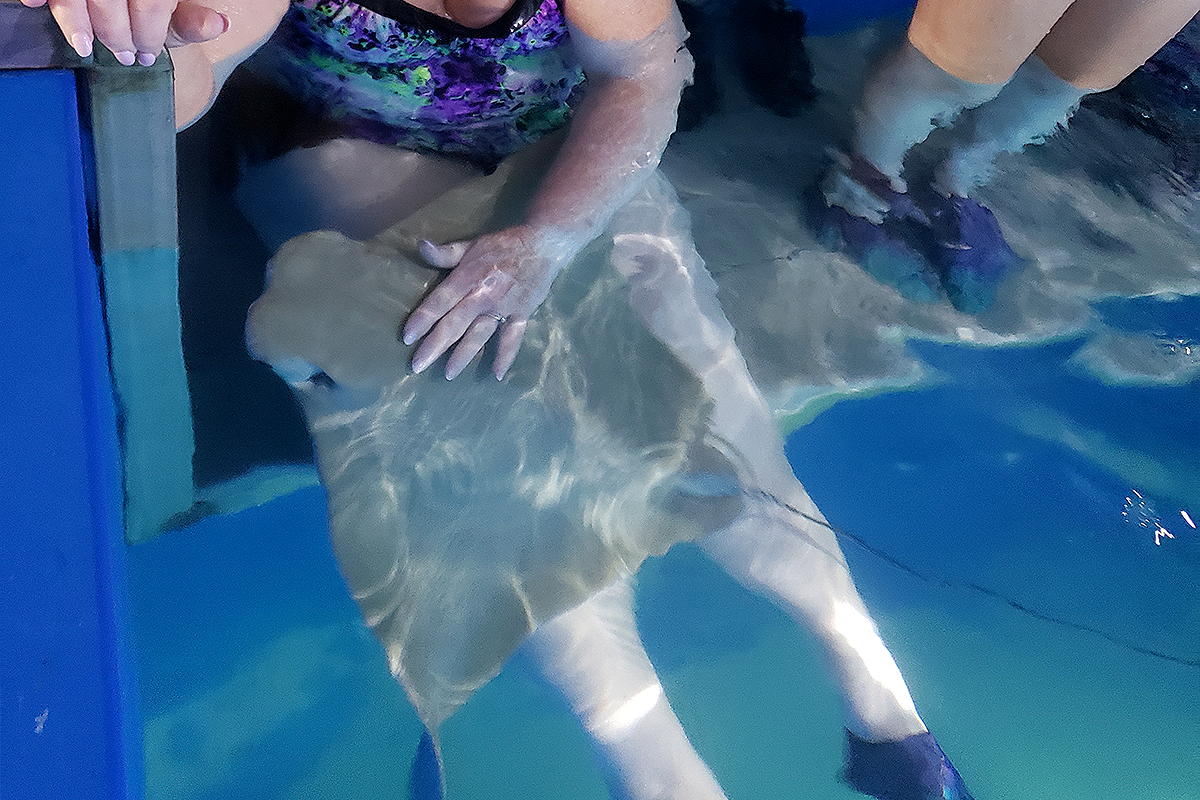 Close-up of cownose rays swimming near participants