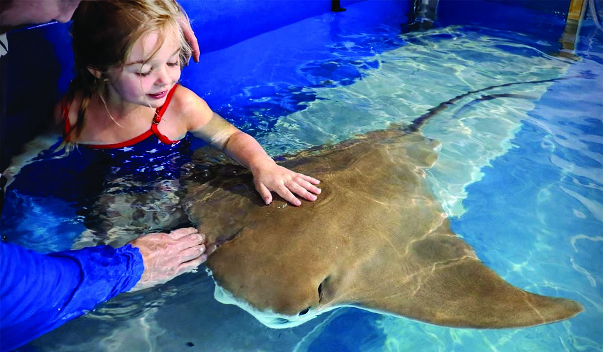 Stingray touch tank
