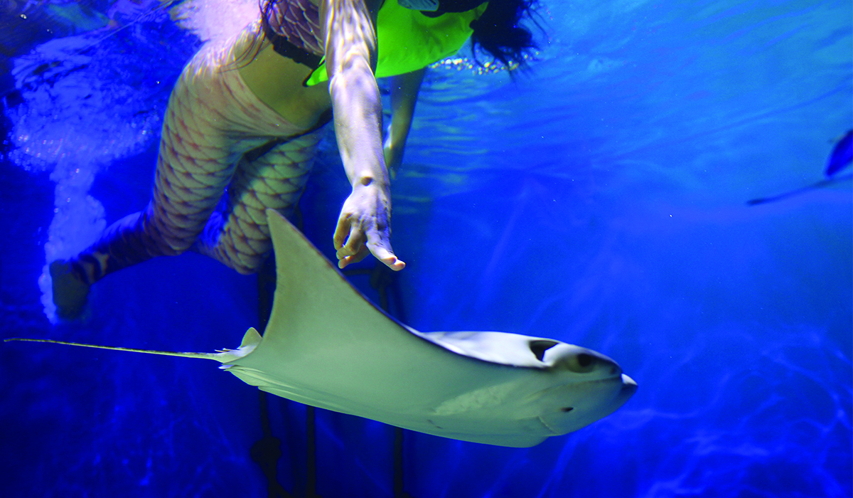 Participants interacting with stingrays while snorkeling