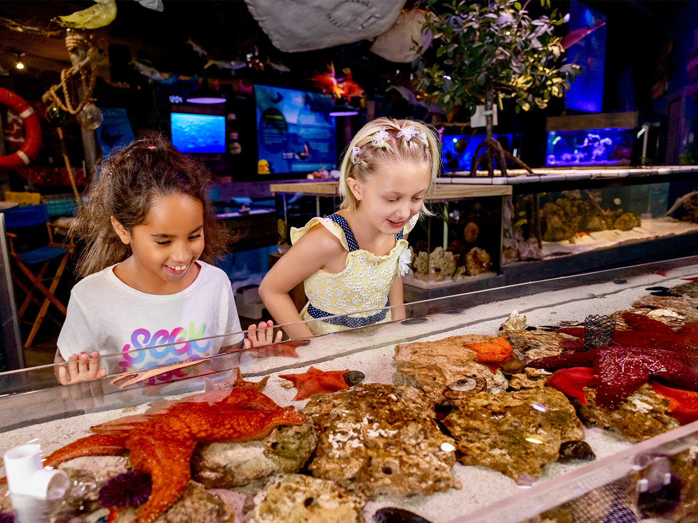 Tide Pool Touch Tank at Mertailor's Mermaid Aquarium Encounter