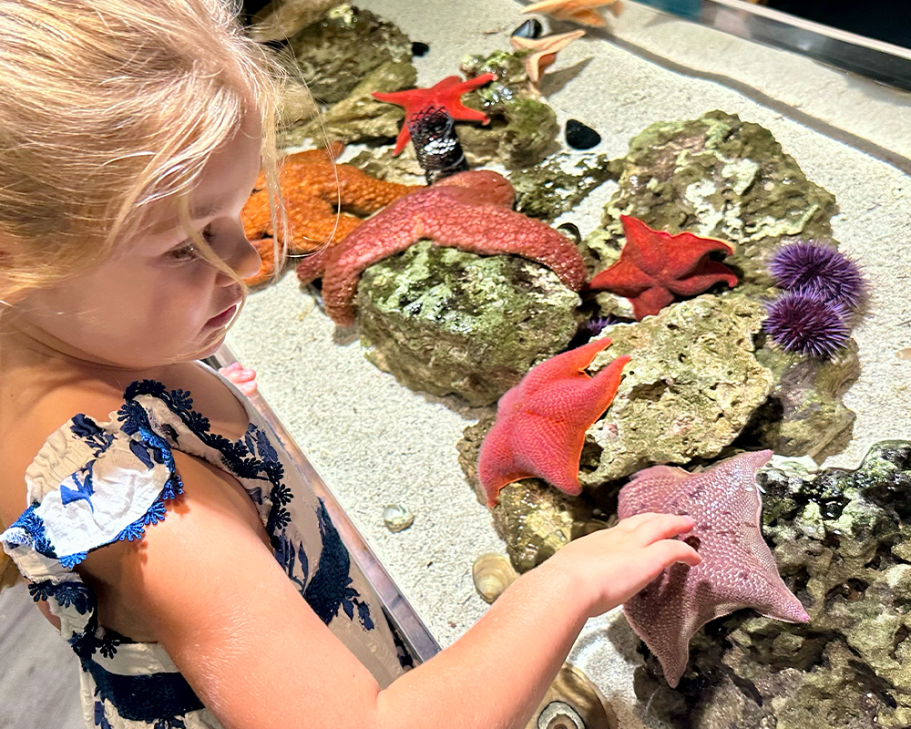Guest gently interacting with Tide Pool animals under staff guidance