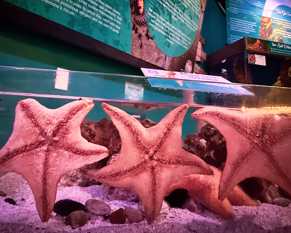Sea stars sea urchins and other Tide Pool residents