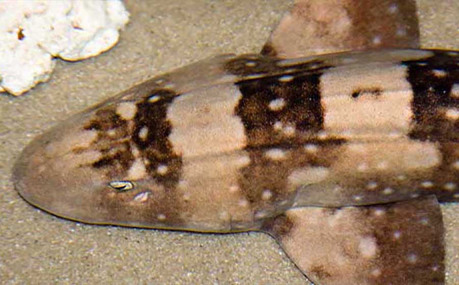 Whitespotted bamboo shark at the aquarium