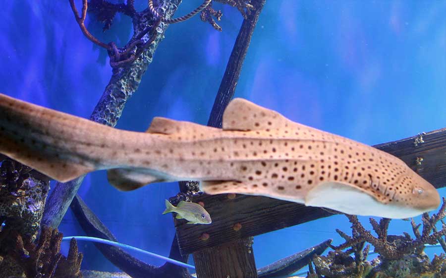 Adult zebra shark with spotted pattern