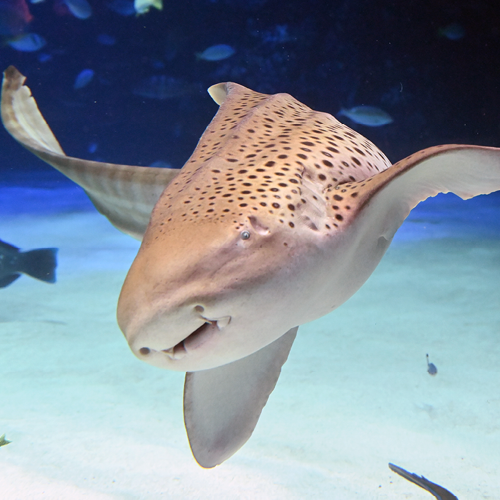 Zebra shark available for symbolic adoption
