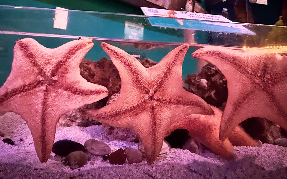 Supervised animal care support at Mertailor's Mermaid Aquarium Encounter