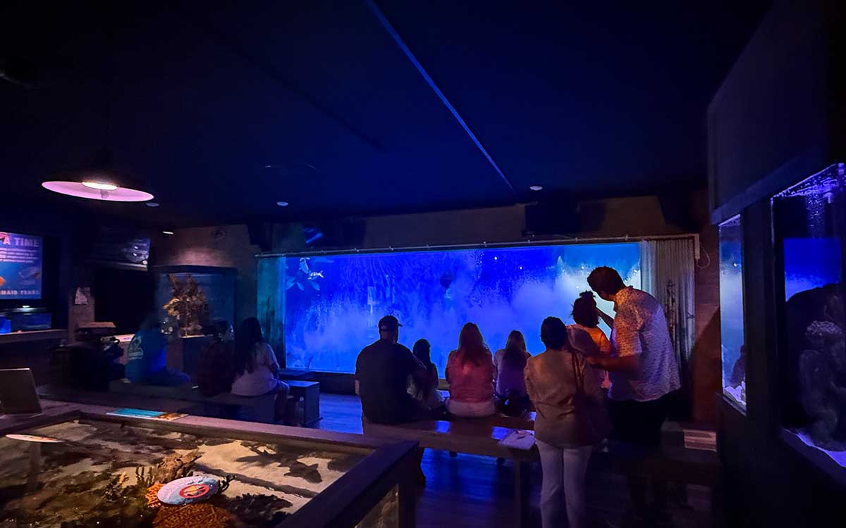 Volunteer helping behind the scenes at Mertailor's Mermaid Aquarium Encounter