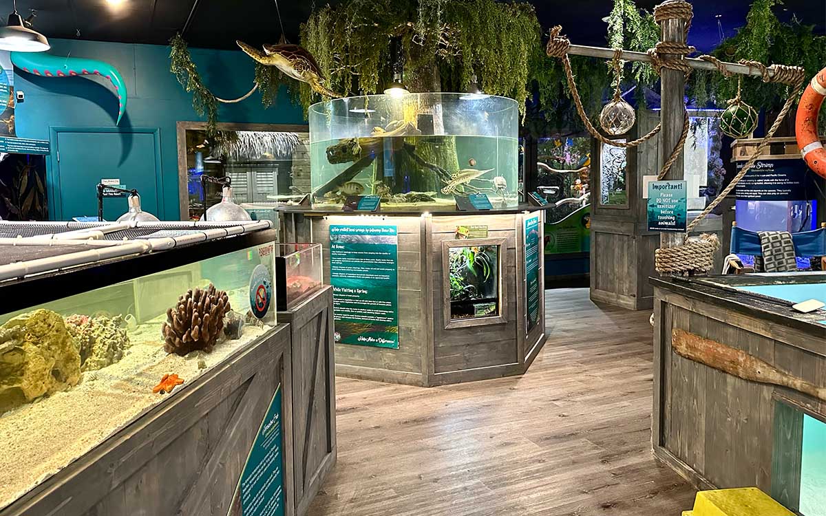 Volunteer helping educate aquarium visitors about marine animals at Mertailor