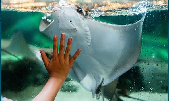 Ray Bay Mertailor Aquarium