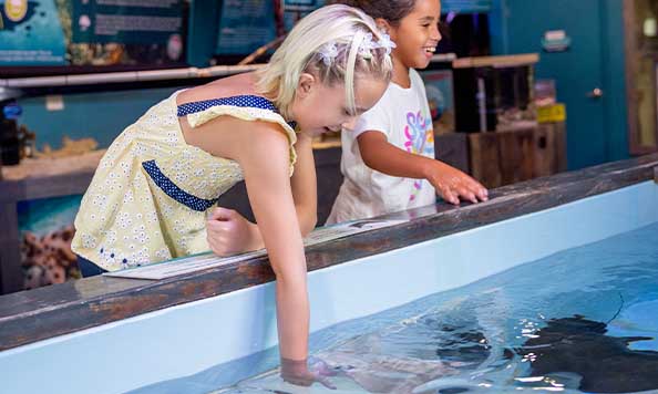 Stingray touch tank Citrus County