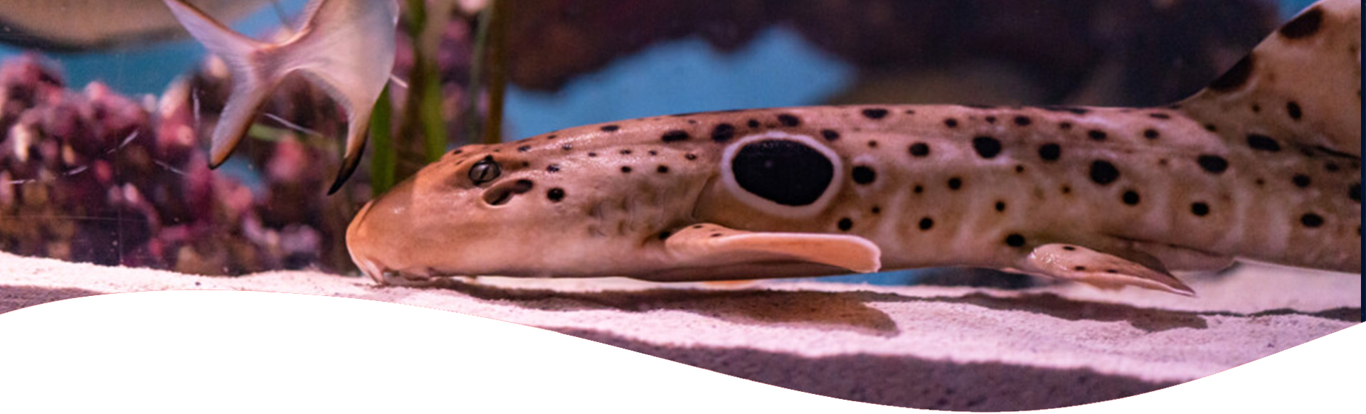 Shark Tank Wave Image Mertailor's Mermaid Aquarium Encounter Crystal River Florida Feed a Shark!