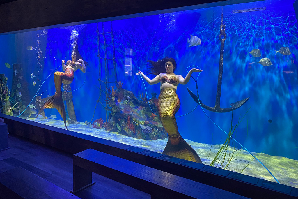 Meet our Macaws and Aquatic Animals Adventures at Mertailor's Mermaid